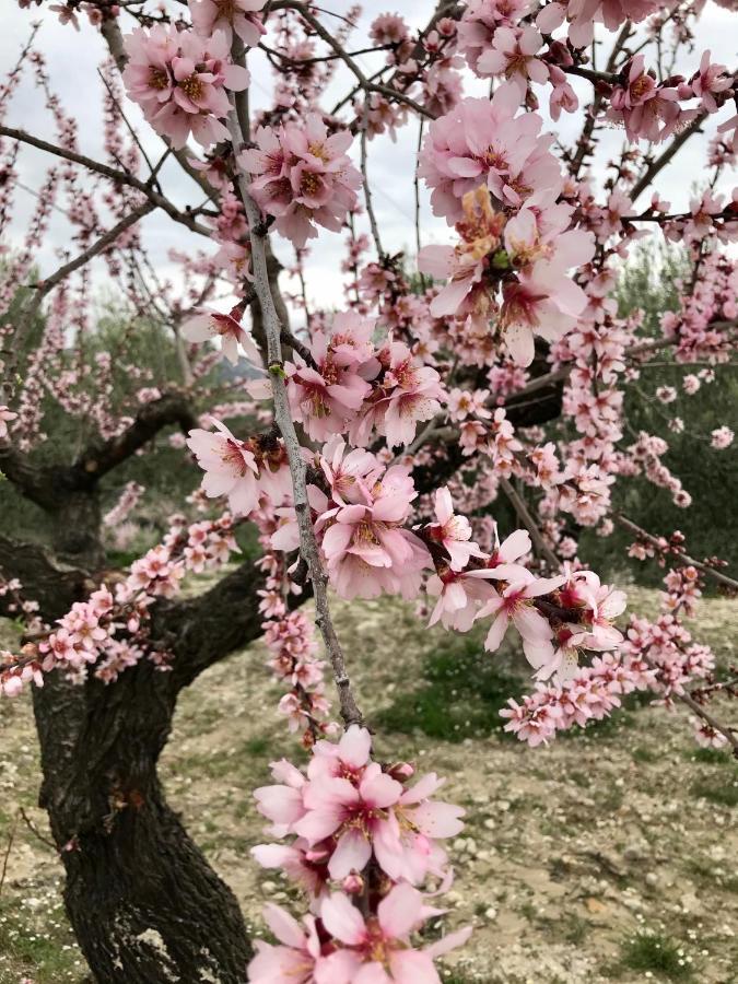 Гостьовий будинок Al-Qandil Margarida Екстер'єр фото